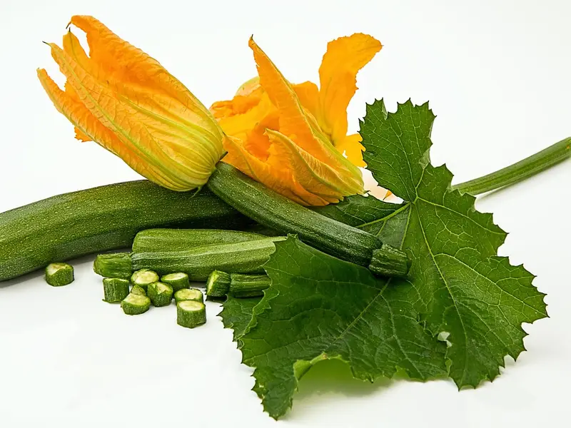 Calabacín con su flor