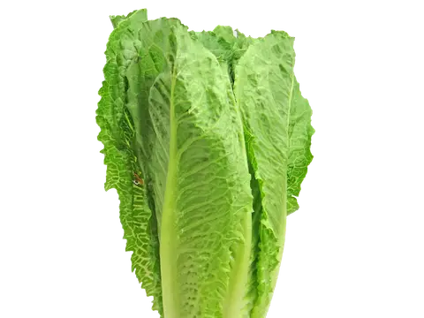 Lechuga romana