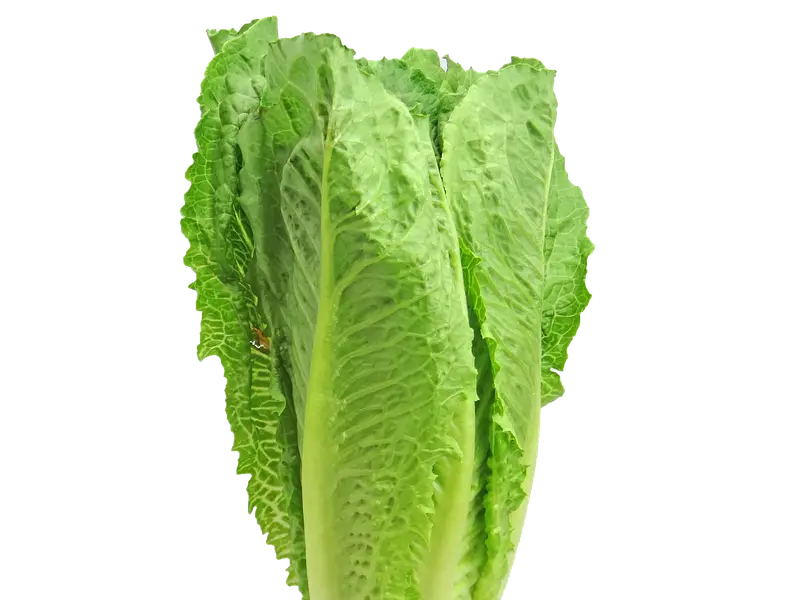 Lechuga romana