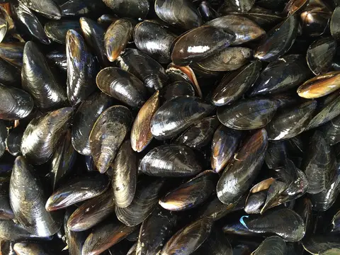 Mejillones frescos con su concha