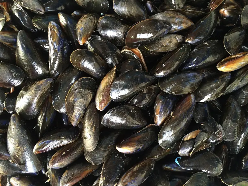 Mejillones frescos con su concha