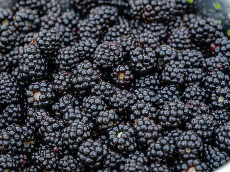 Moras