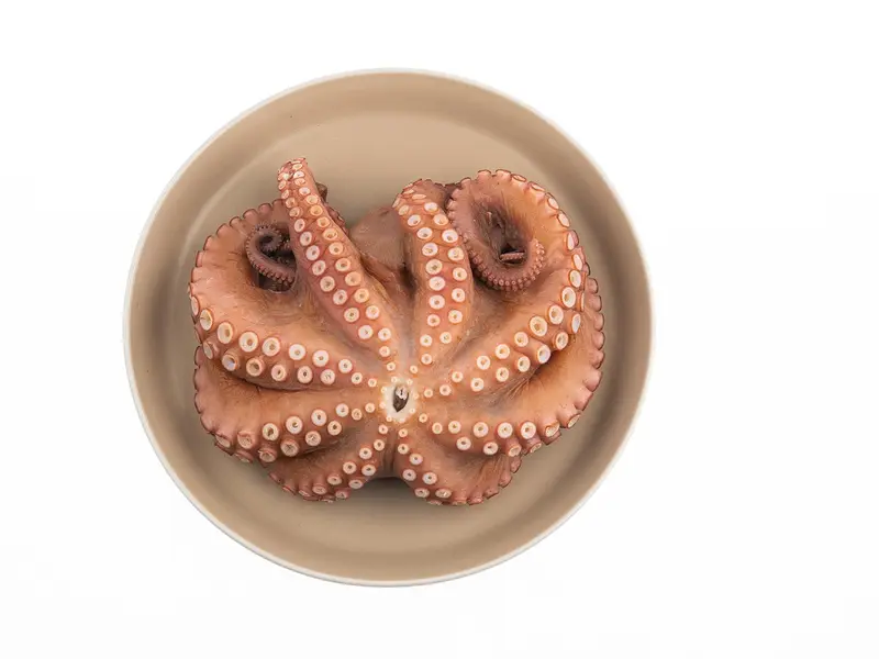 Pulpo cocido entero en un plato