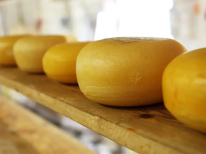 Ruedas de queso gouda