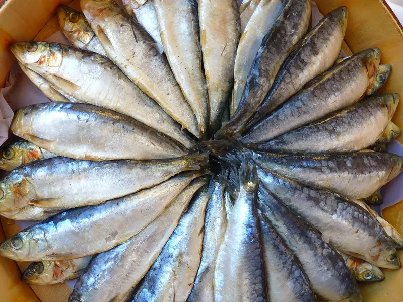 Sardinas frescas crudas colocadas en círculo