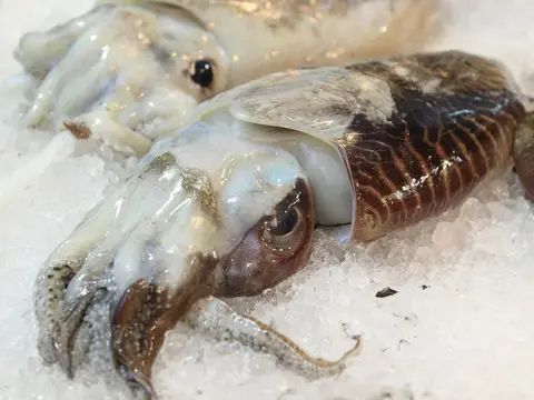 Sepia fresca sobre hielo