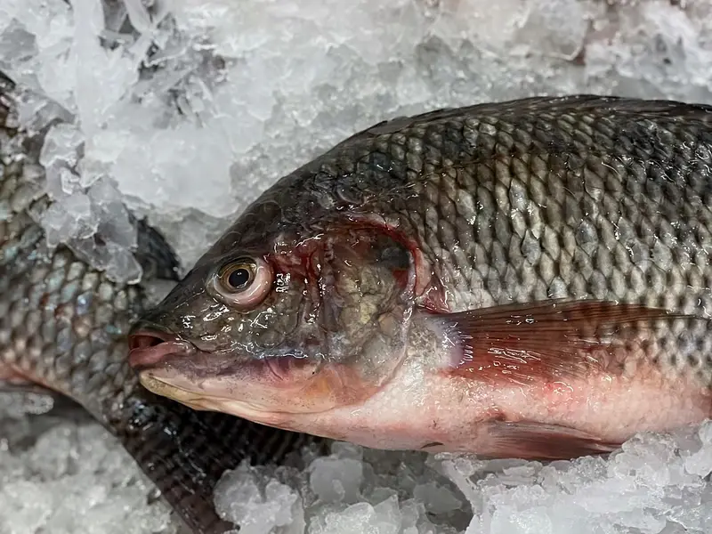 Tilapias frescas enteras