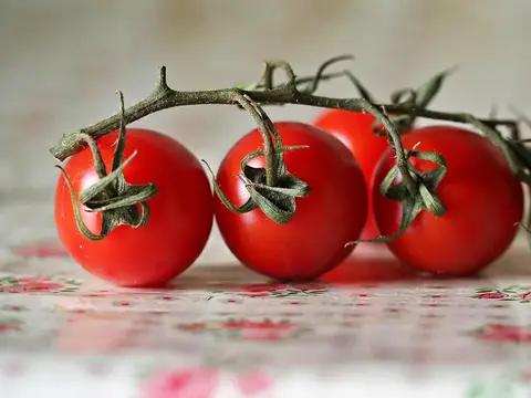 Rama de tomates cherry