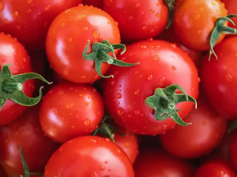 Tomates rojos frescos con gotas de agua