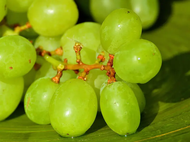 Racimo de uvas